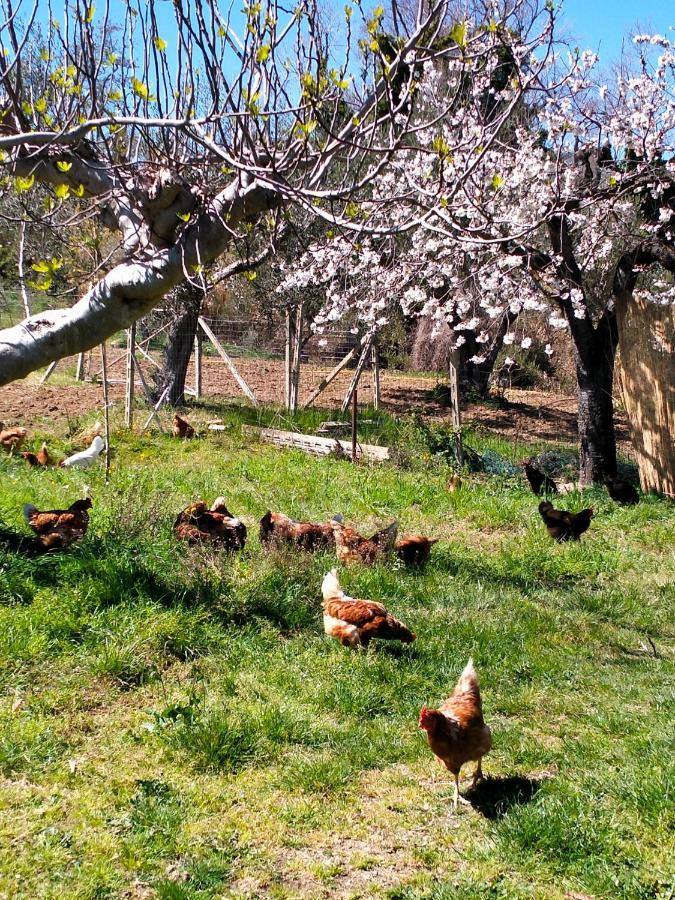 Azienda Agricola "Valle Dell'Alento" Hostal Chieti Exterior foto